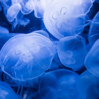 jellyfish facts