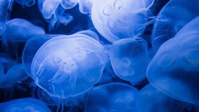 jellyfish facts