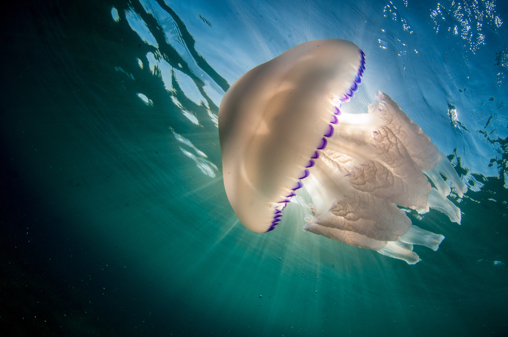 jellyfish facts