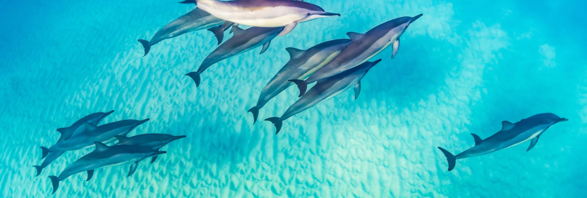 Die besten Orte zum Schwimmen und Tauchen mit wilden Delfinen