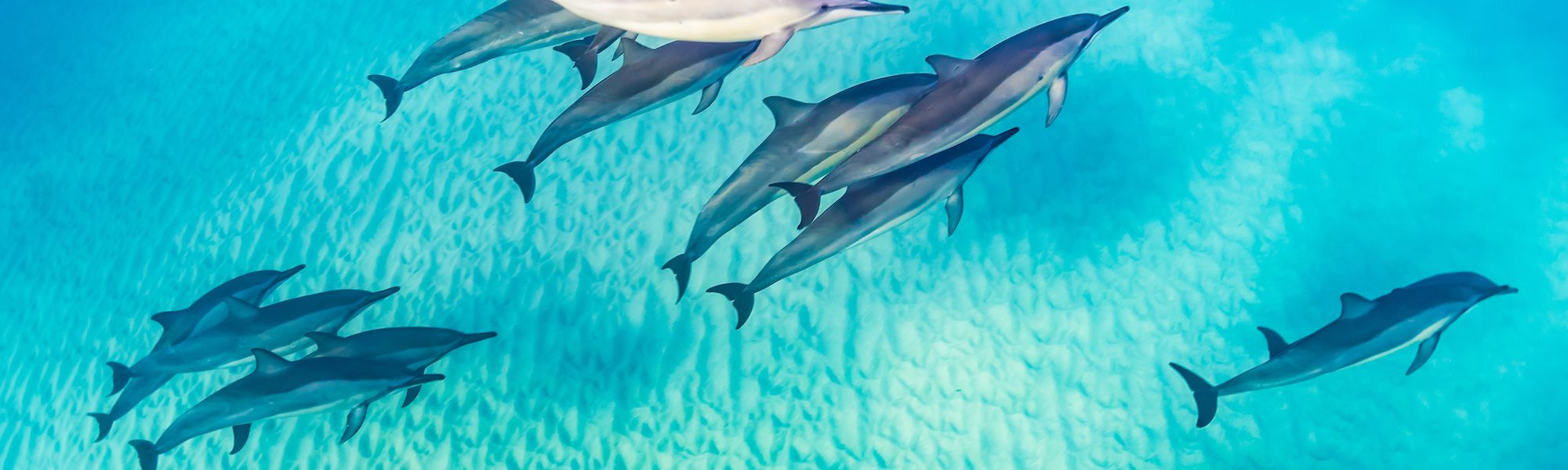 Los mejores lugares para nadar y bucear con delfines salvajes