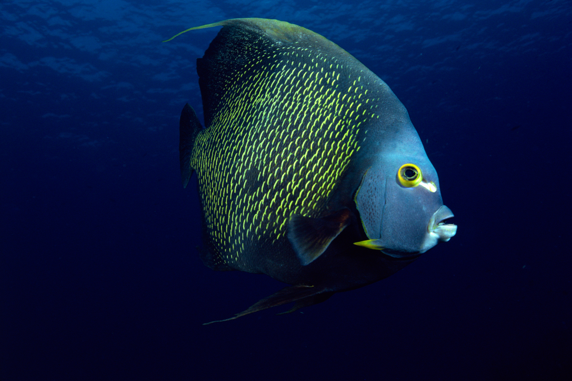 Close up image of an Angelfish