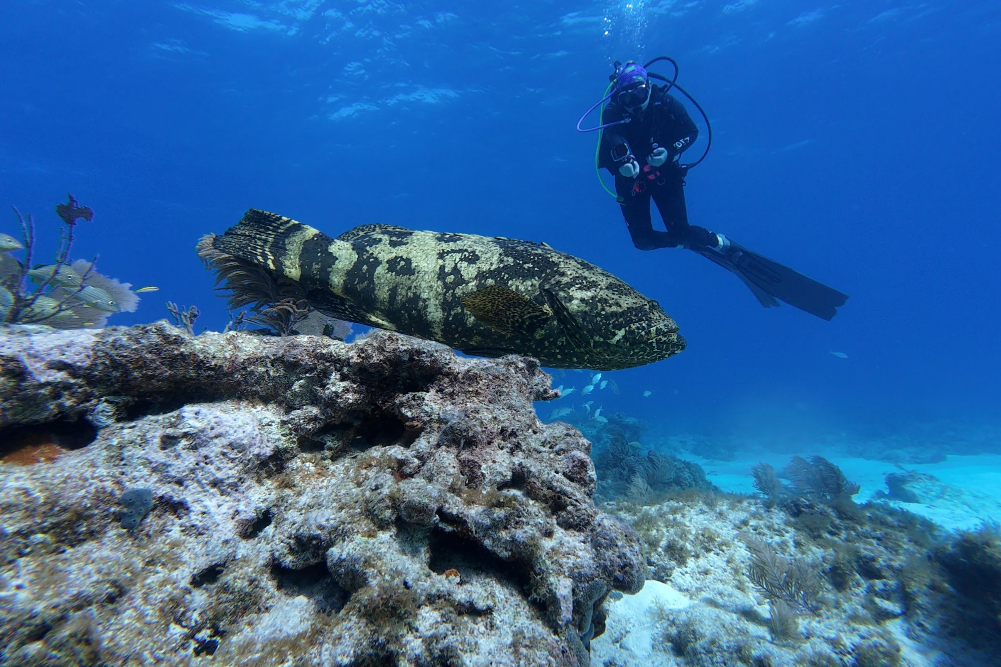 Scuba diver looking at a Goliath Grouper