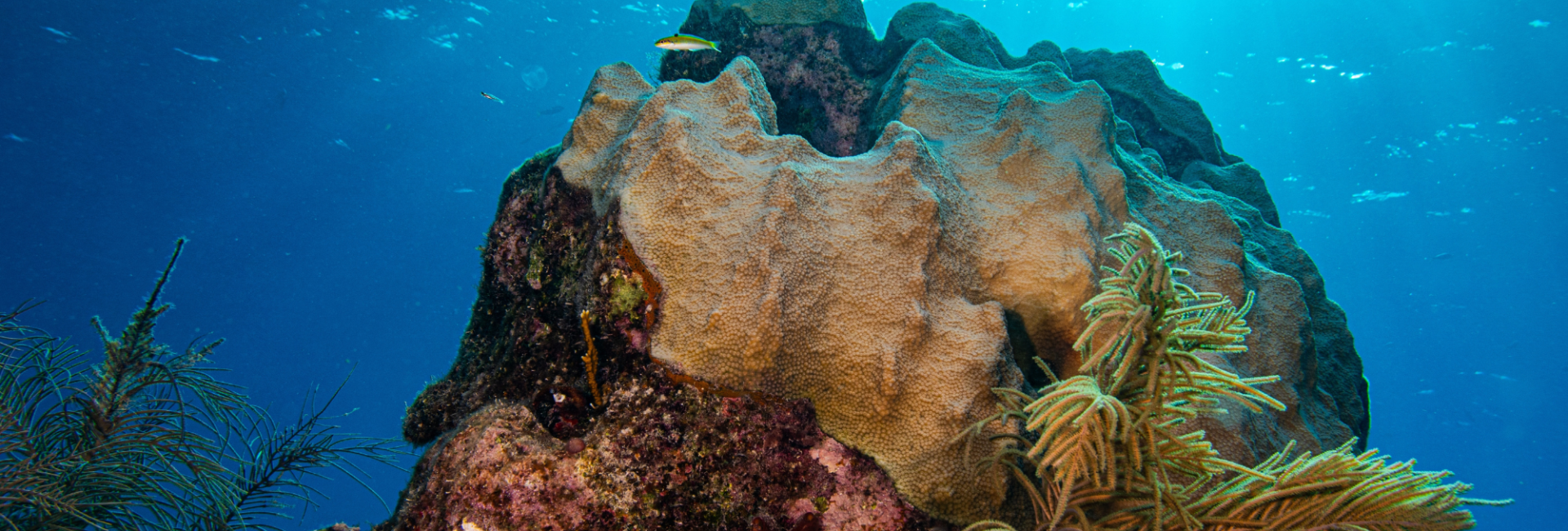 20 Must-Dive Sites When Scuba Diving in Florida