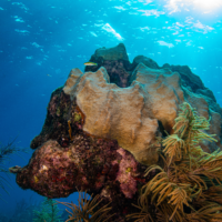 Close up image of coral located in the Florida Keys