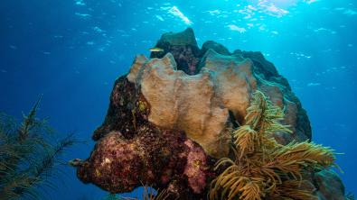 Close up image of coral located in the Florida Keys