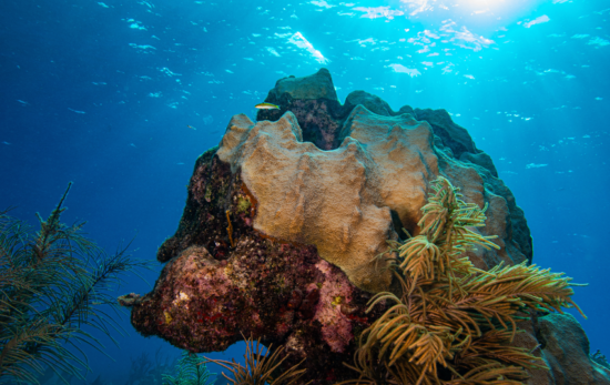 Close up image of coral located in the Florida Keys