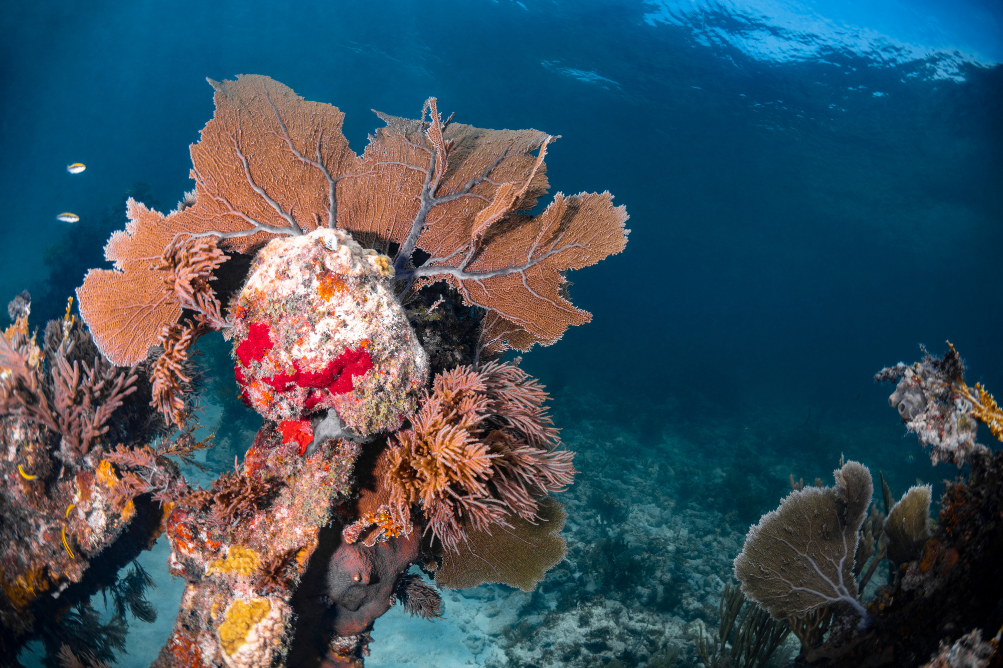 Reef located in the Florida Keys