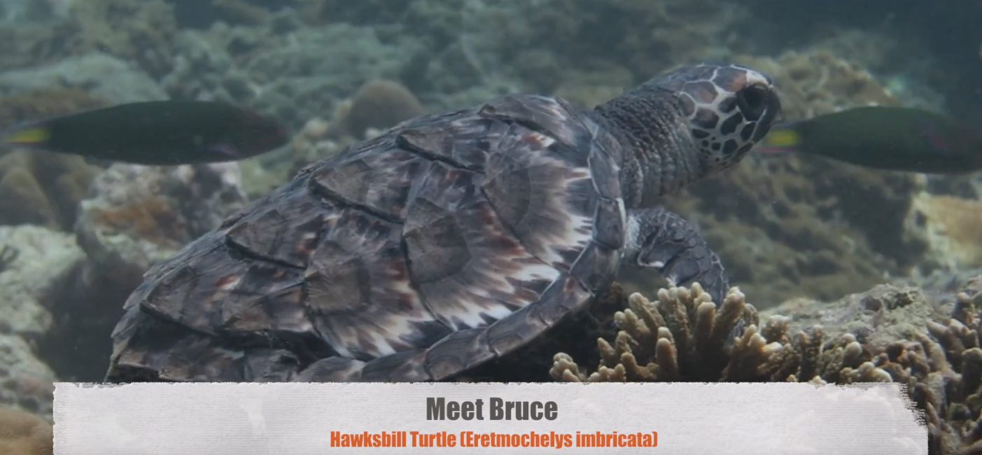 Injured Turtle Bruce Returns Home to the Ocean
