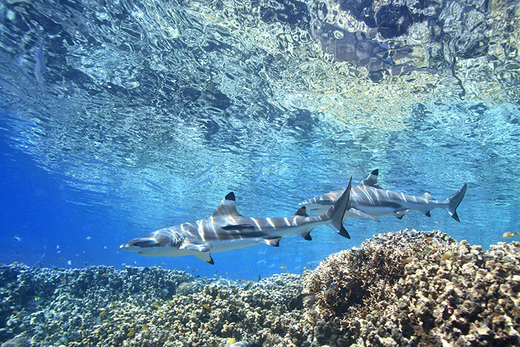 Learning to Dive Black tip reef shark