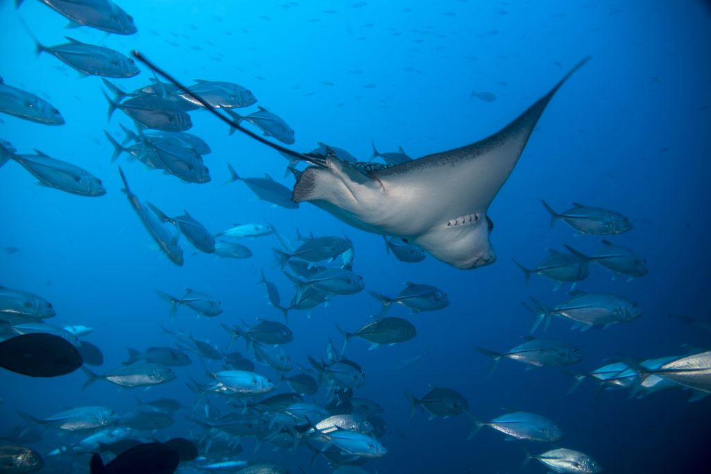 Manta Fulidhoo Island