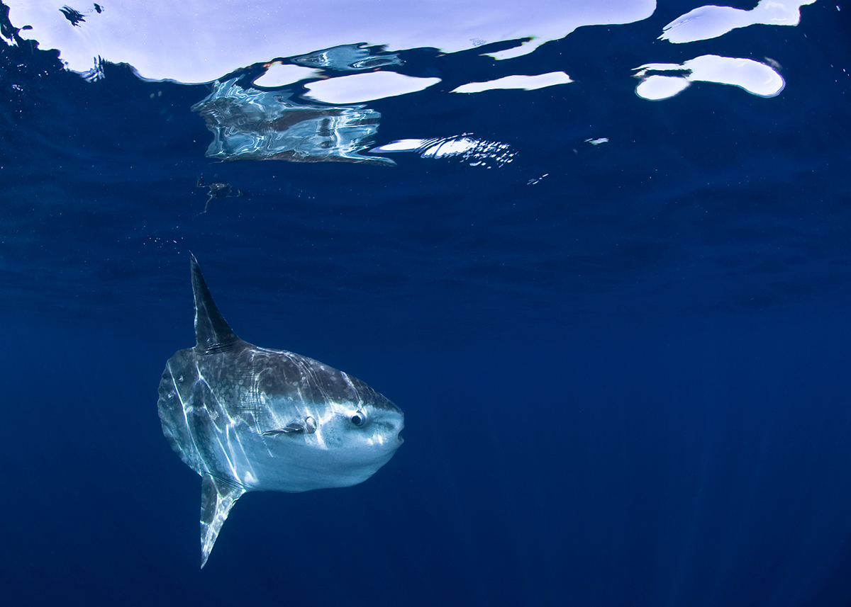 A mola mola, or ocean sunfish, swimming beneath the surface in Bali, Indonesia, one of the best places for shore diving