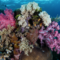 wakatobi reef kid friendly scuba