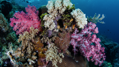 wakatobi reef kid friendly scuba