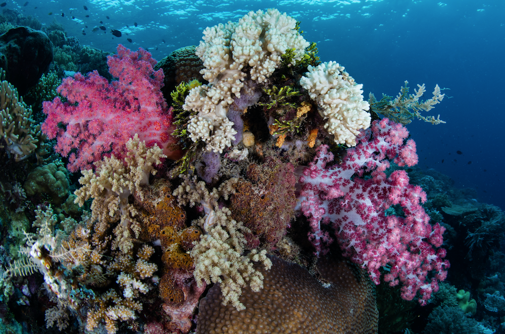 wakatobi reef kid friendly scuba 