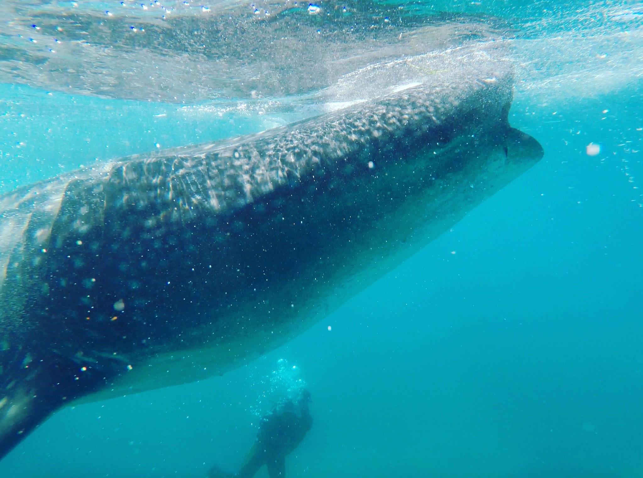 Whale shark - Film making with Daniel Oron