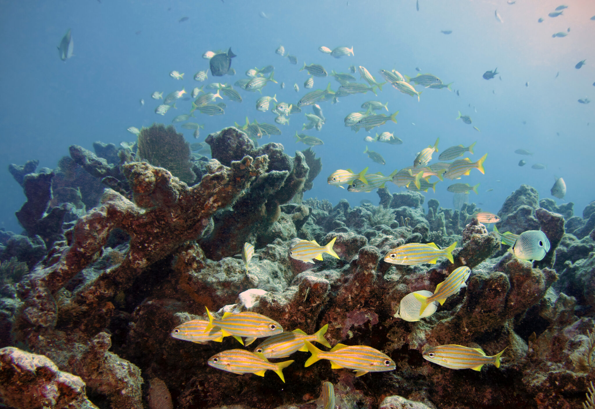 a school of fish swim within the molasses reef at florida keys national marine sanctuary, one of the best dive sites in florida