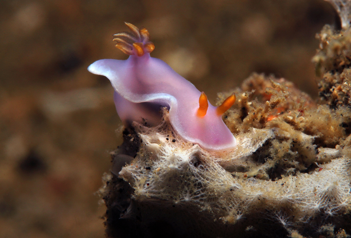 bali - nudi