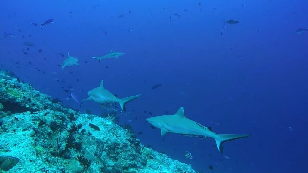 Sharks Fulidhoo Island