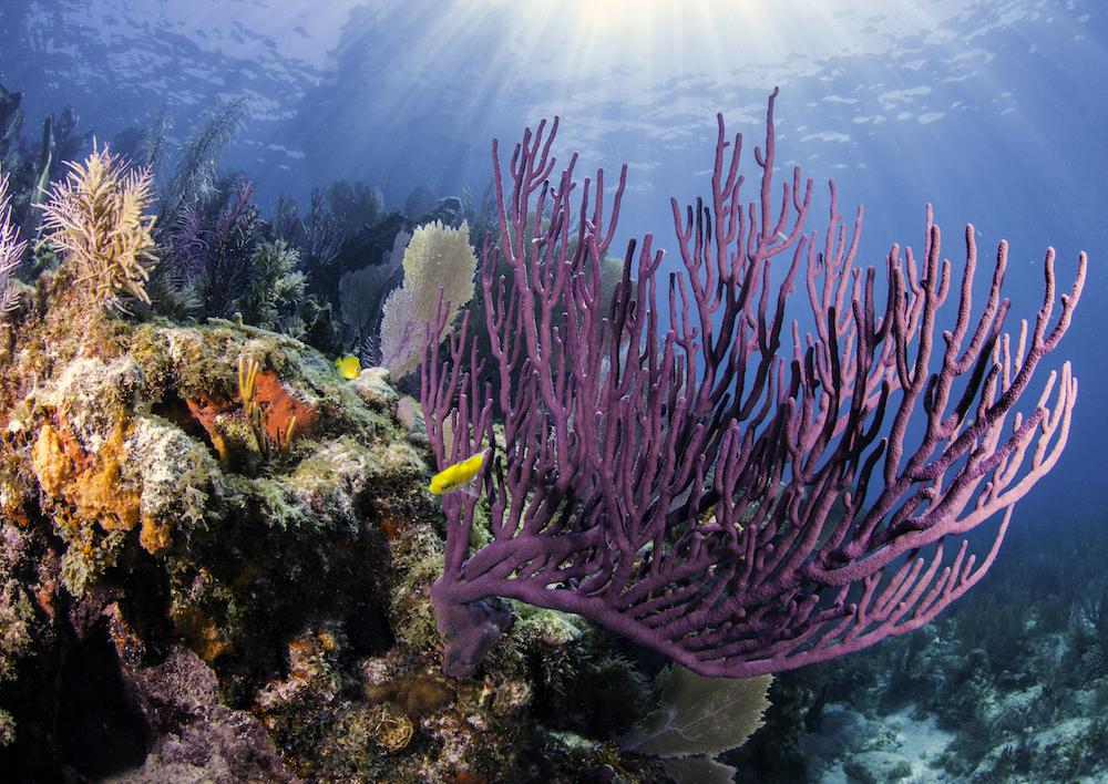 A coral reef in the Florida Keys