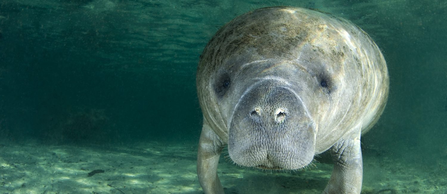 Top Destinations to Dive With Manatees