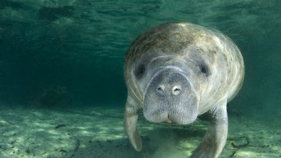 manatee in crystal river florida