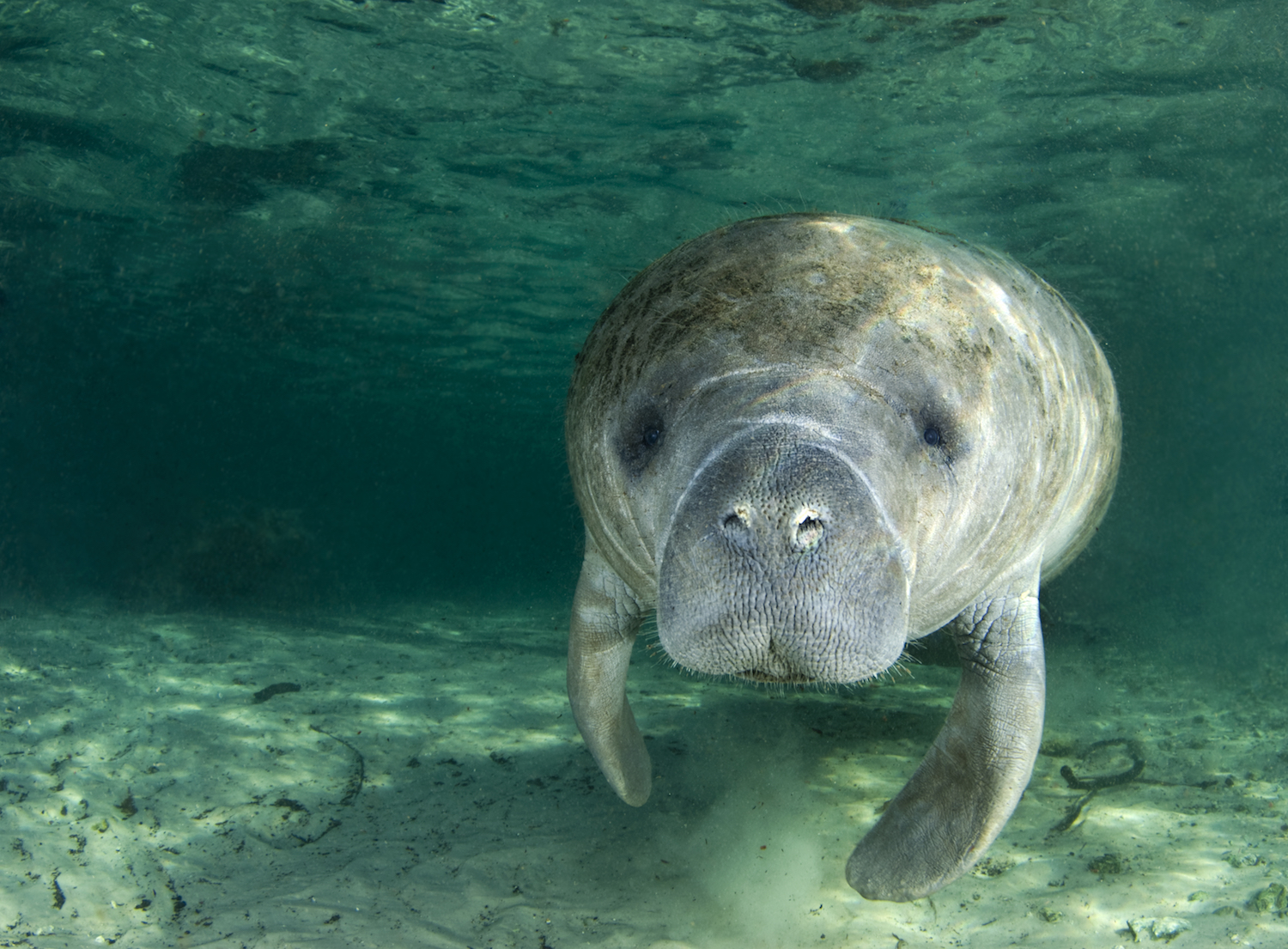 manatee in crystal river florida