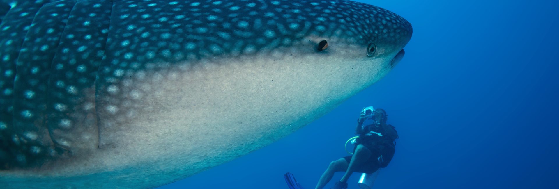 Los 7 mejores destinos de buceo en enero