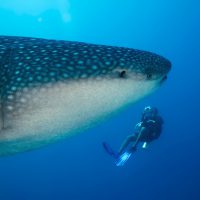 whale shark with diver