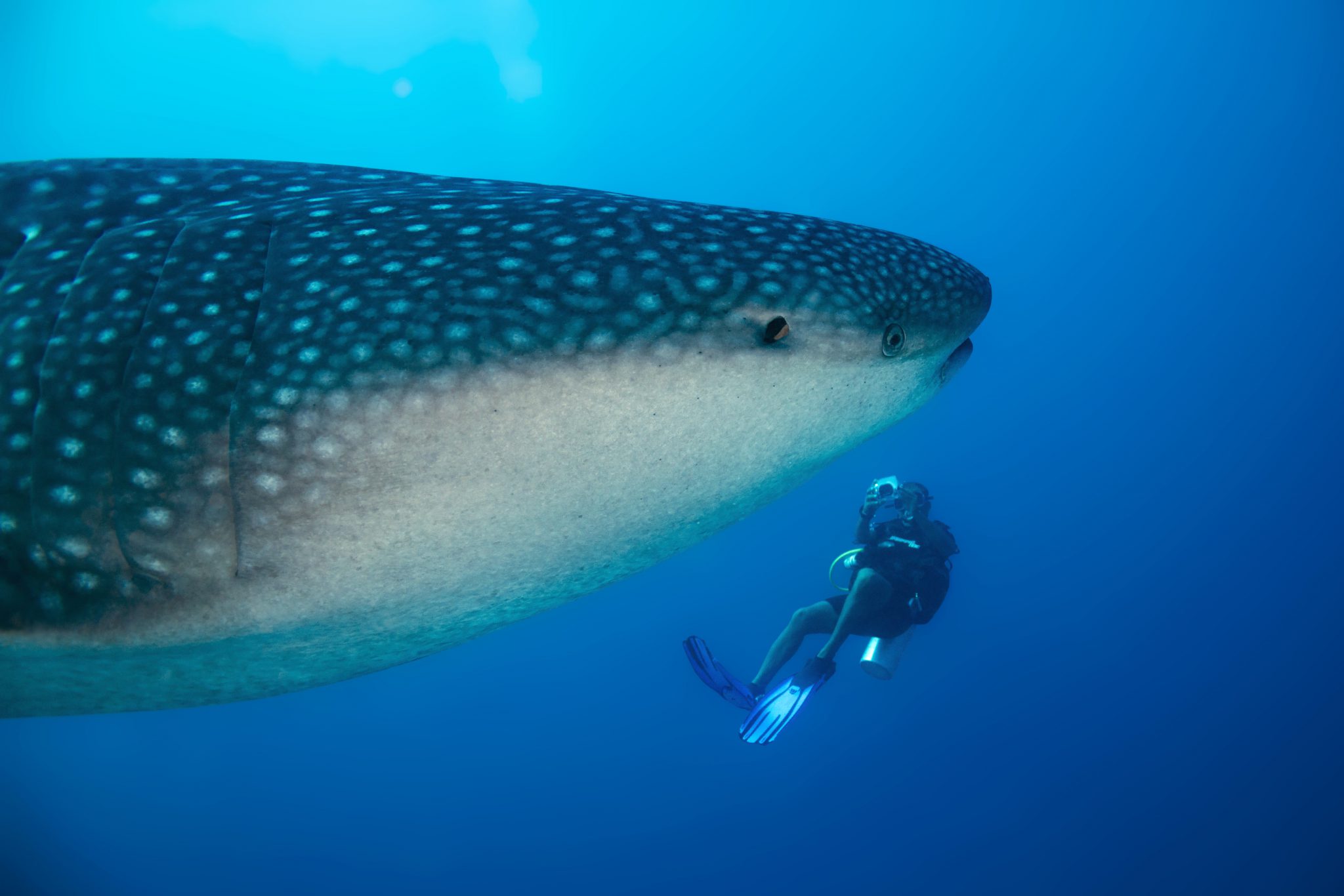 A diver photographing a giant whale shark at Ari Atoll, one of the top scuba destinations in the Maldives central atolls