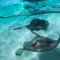 Two stingrays swim near each other in crystal clear water.