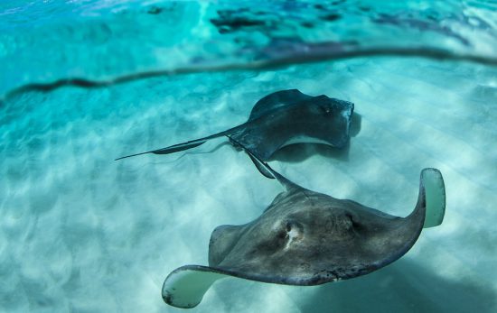 Two stingrays swim near each other in crystal clear water.