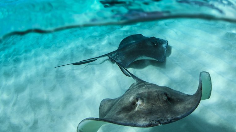 Two stingrays swim near each other in crystal clear water.