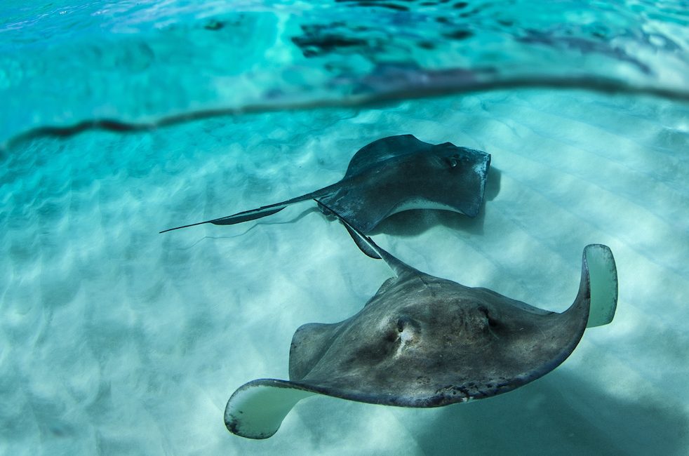 6 Best Dive Sites for Kids Around the World