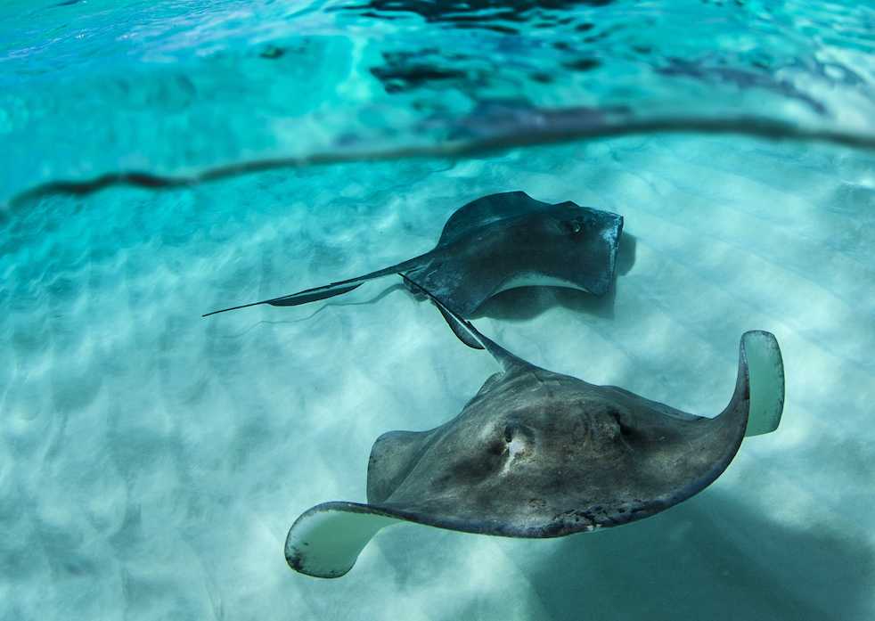 Two stingrays swim near each other in crystal clear water.