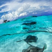 stingray city grand cayman