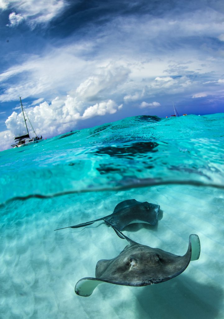 stingray city grand cayman