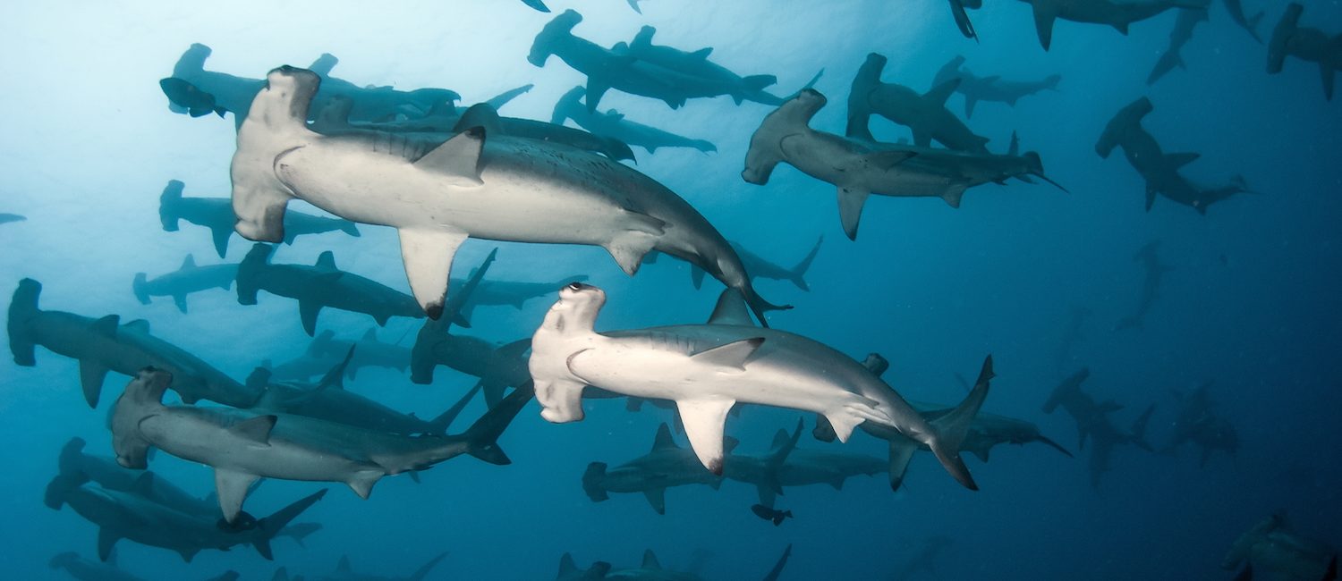 Eco-Travel: Shark Diving