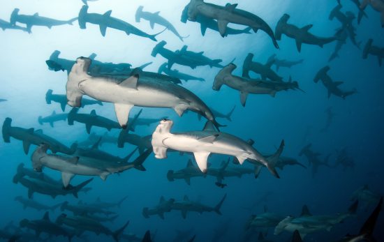 hammerhead shark dive