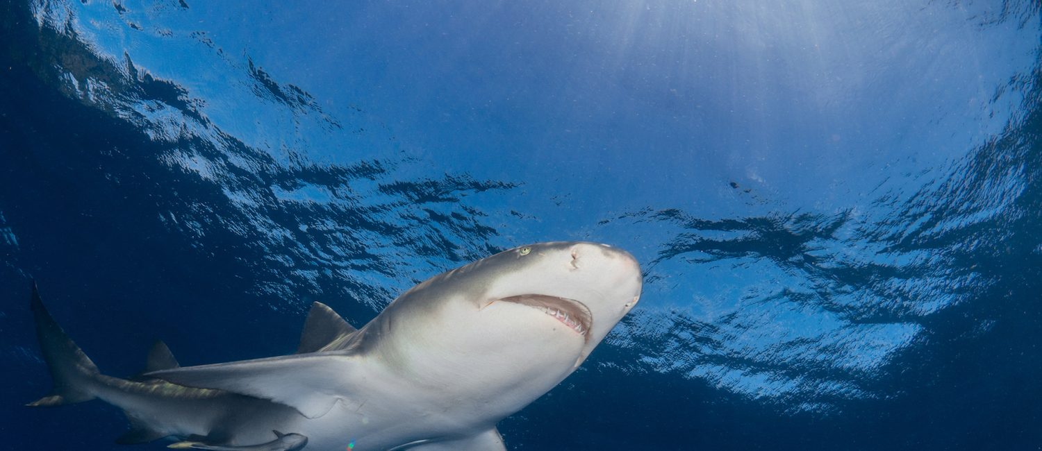 7 Epic Sharks You Should Tell All Your Friends About