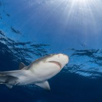 lemon shark dive