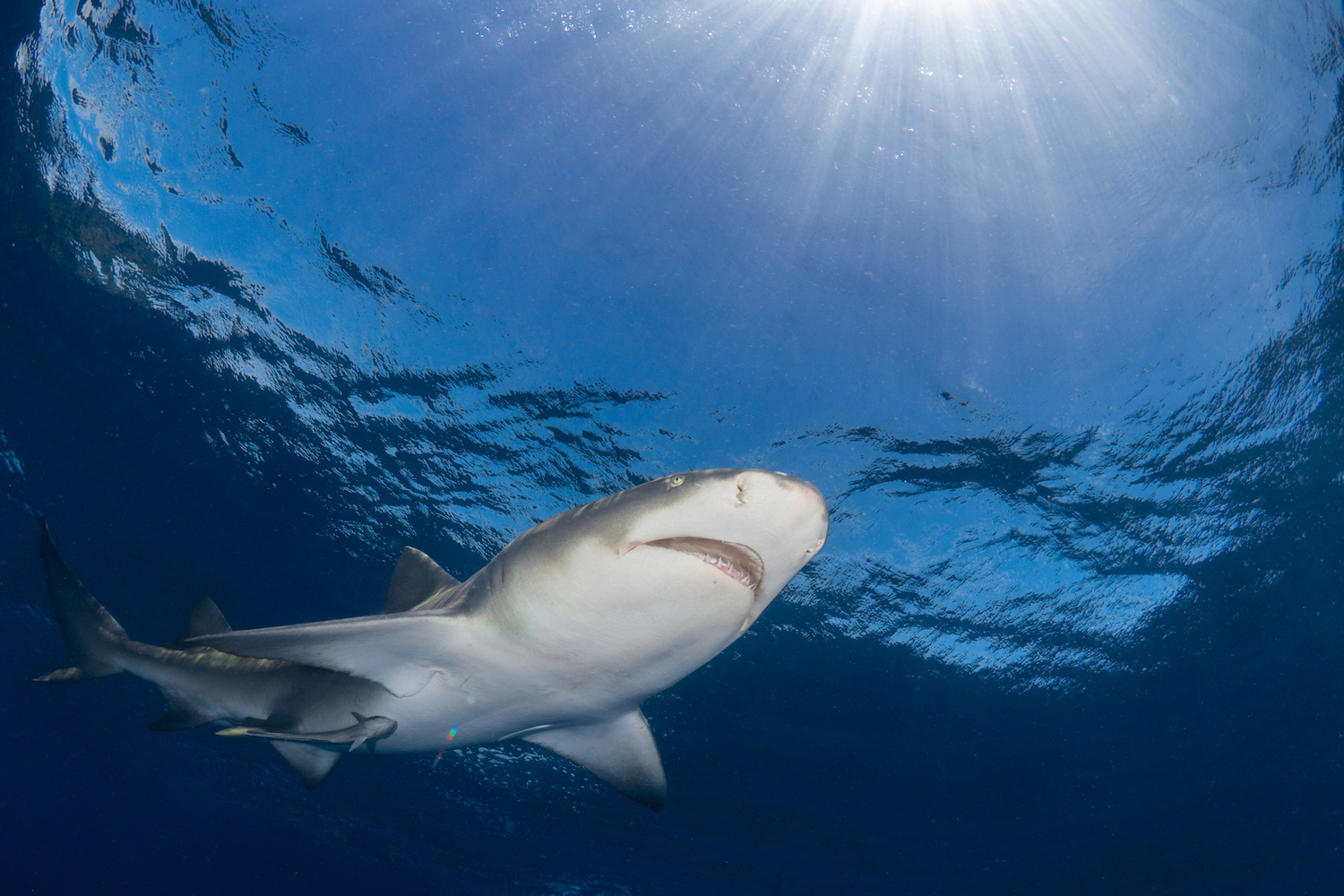 A lemon shark, which is a popular sight while scuba diving in French Polynesia, one of the best places to dive with sharks