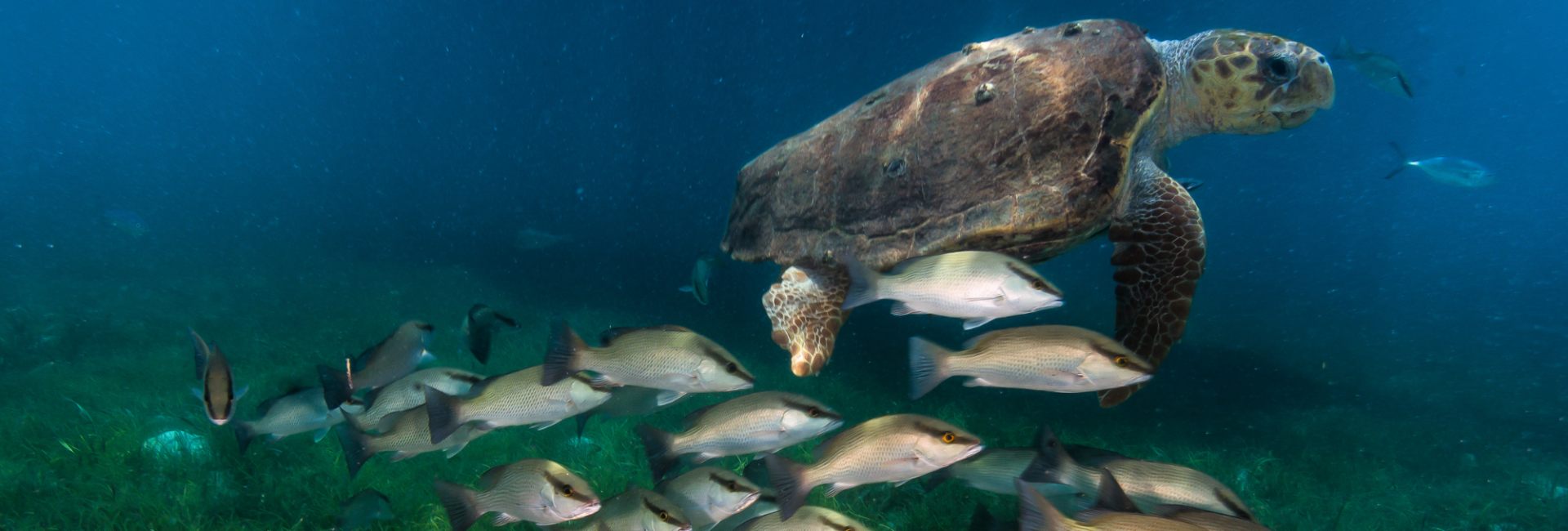 Go Diving and Swimming With Loggerhead Sea Turtles