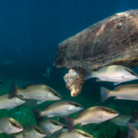 loggerhead-turtle-sea turtle-underwater-ocean