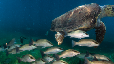 loggerhead-turtle-sea turtle-underwater-ocean