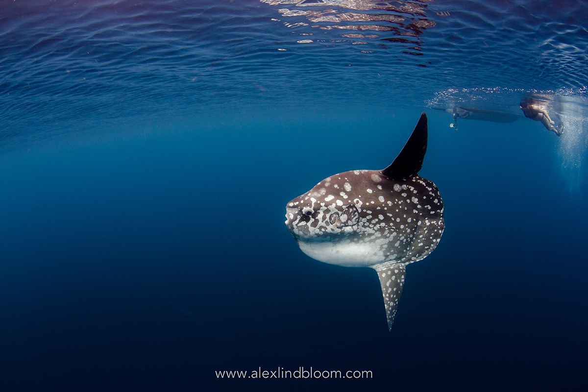 Two Oceans Aquarium  The weird and wonderful sunfish: Everything you…