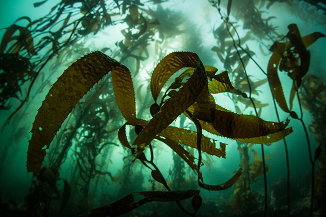 Cold Water Diving, California