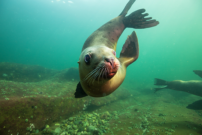 Cold Water Diving, Canda Seal