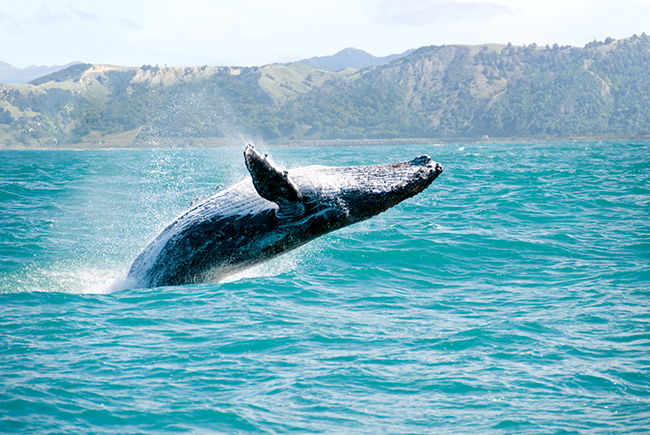 Cold Water Diving, New Zealand