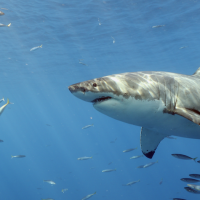 great white shark guadalupe island